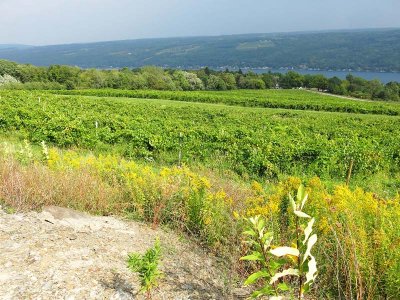 Vineyard View