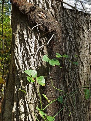 Serious Poison Ivy