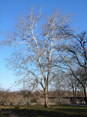 Tree in Winter