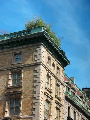 A Green Roof