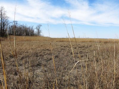 Grasslands