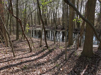 Pond in Woods