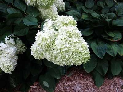 Hydrangea