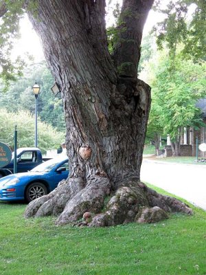 Monster Maple