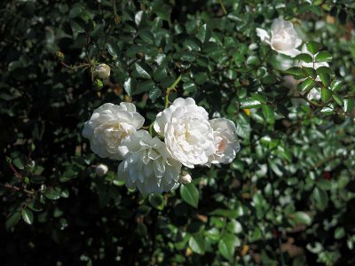 White Roses