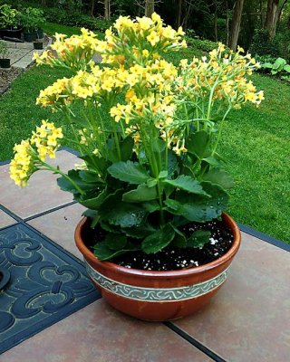 Kalanchoe