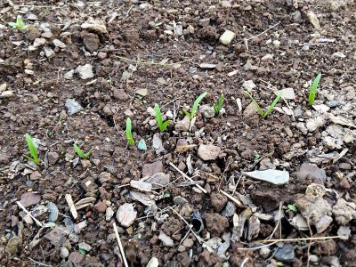 Spinach Sprouts