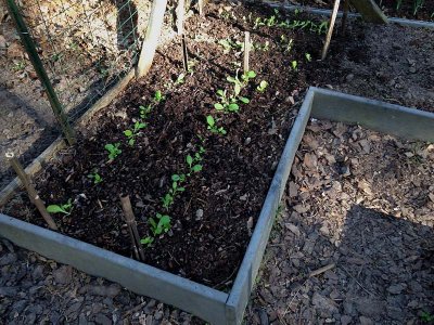 "Mustard Spinach"