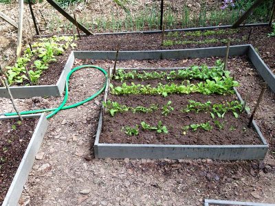 Greens Growing