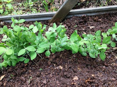 Snowpeas