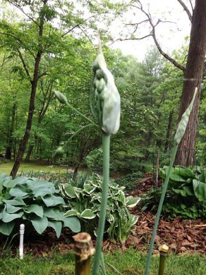 Allium Opening