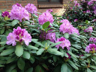 Rhododendron