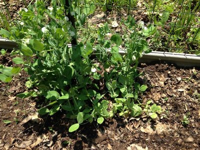 Pea Blossoms