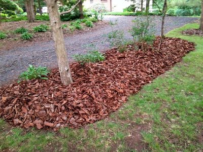 Forsythia Bed