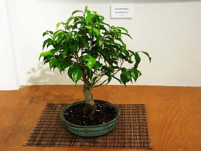 g9/93/463093/3/161789284.symrUqwX.jpg