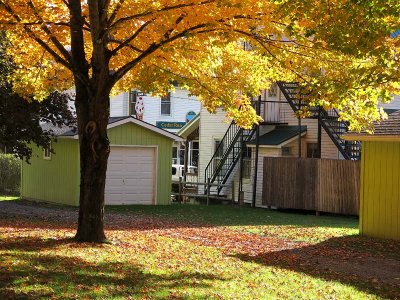 Golden Canopy