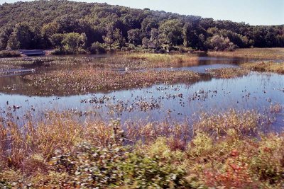 Wetlands