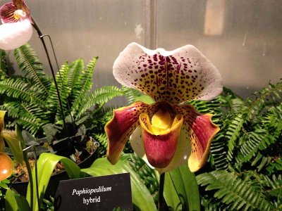 Paphiopedilum hybrid