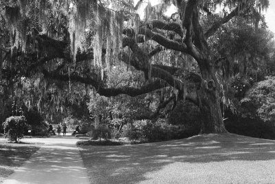 Spanish Moss