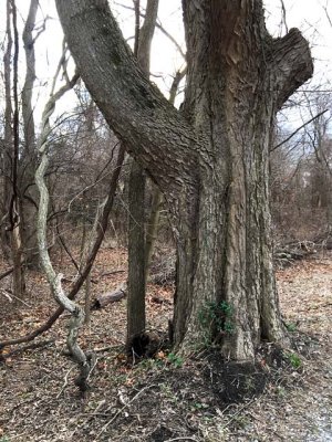 Trailside Tree