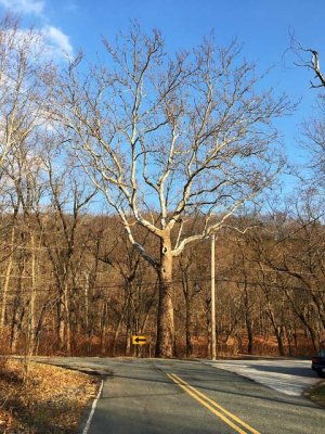 Sycamore