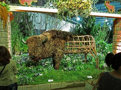 Buffalo