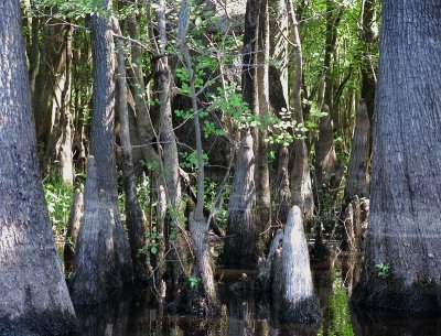 Cypress Roots