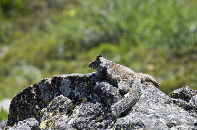 Relaxin Keeping a Sharp Lookout