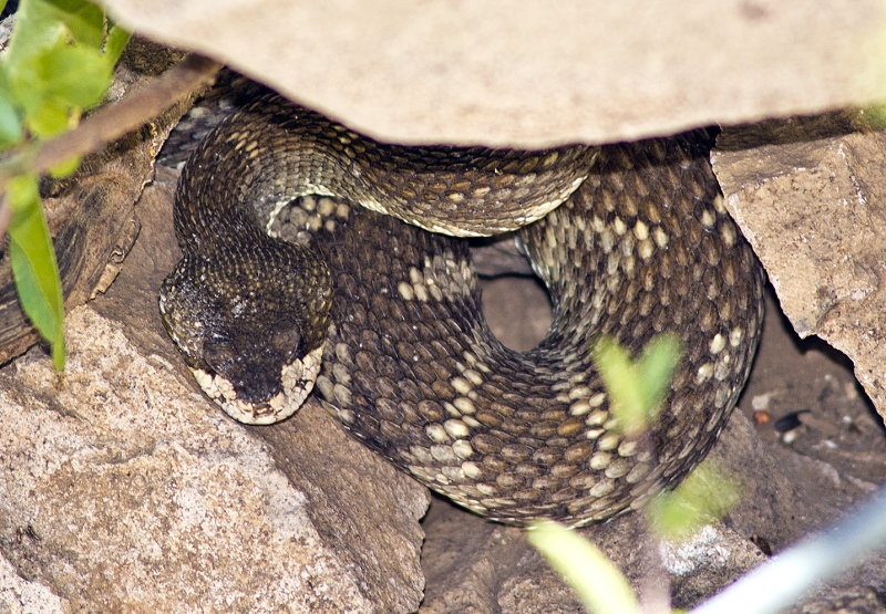 Unwelcome Visitor 18 July 13