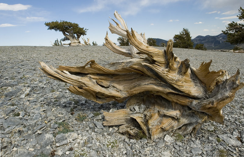 Mt. Washington Wood Sculptures