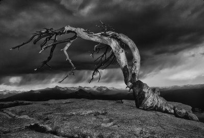 Jeffrey Pine on Sentinal Dome Stormy June 1989 B&W