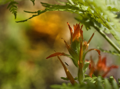 Indian Paintbrush Ferns & Bug