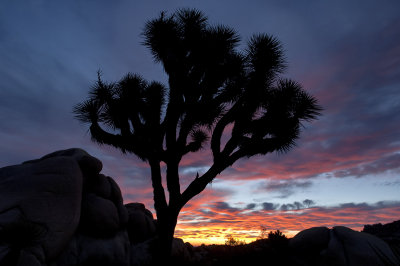 Joshua Tree Sunrise Silhouette