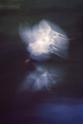 Snowy Egret in Motion 11 sm3 K25 March 1986