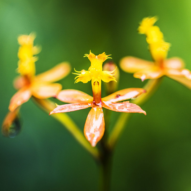 Hawaii Tropical Botanical Garden