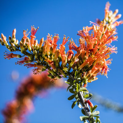 Anza Borrego