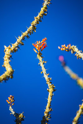 Anza Borrego