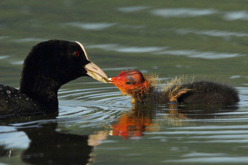 Common Coot