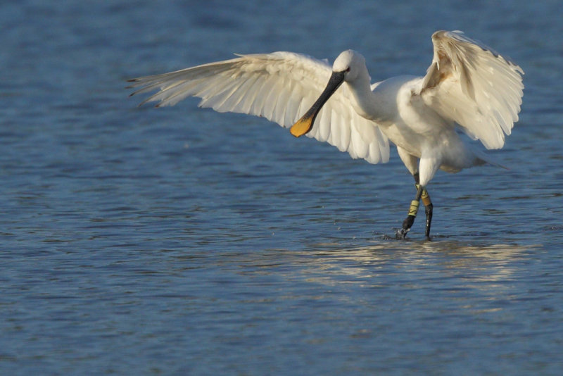 Eurasian Spoonbill