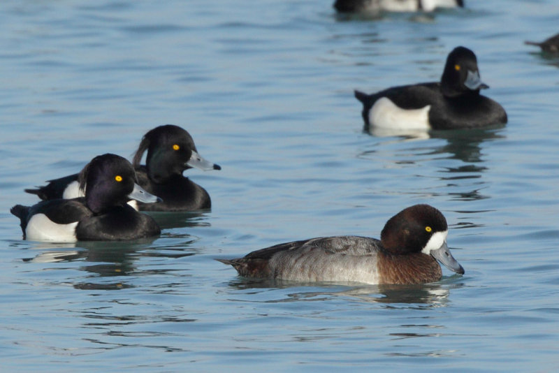 Greater Scauo, female