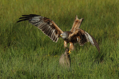 Red kite