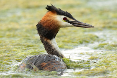 Great Crested Grebe