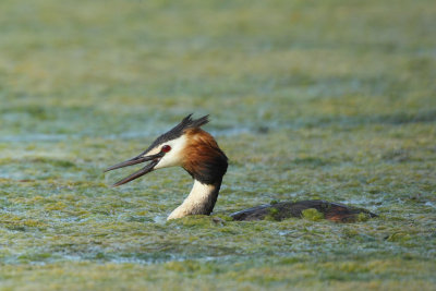 Great Crested Grebe