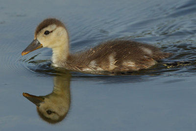 Red-crested Pochard, chick
