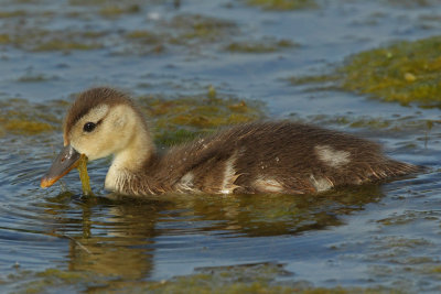 Red-crested Pochard, chick