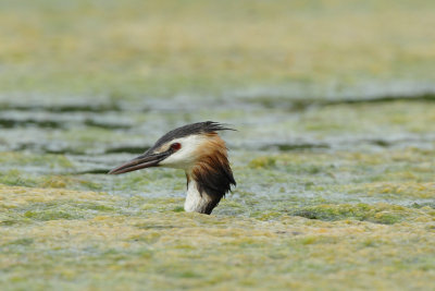 Great Crested Grebe