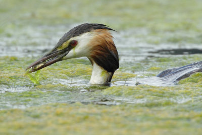 Great Crested Grebe