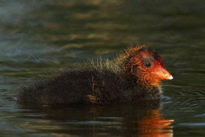 Common Coot, chick