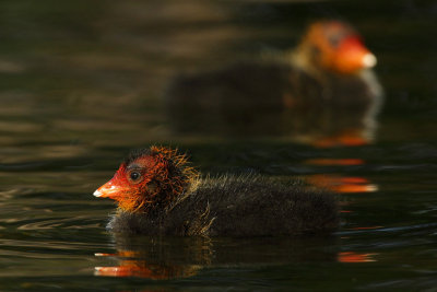 Common Coot, chicks