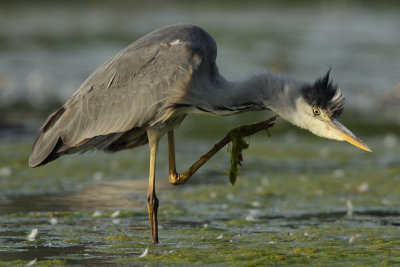 Grey Heron, immature